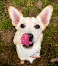 FLUMMI, Hund, Mischlingshund in Bad Homburg - Bild 4