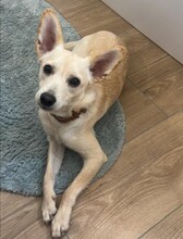 FLUMMI, Hund, Mischlingshund in Bad Homburg - Bild 6