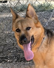TRIS, Hund, Deutscher Schäferhund-Mix in Spanien - Bild 1