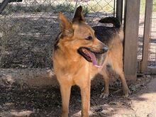 TRIS, Hund, Deutscher Schäferhund-Mix in Spanien - Bild 2