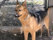 TRIS, Hund, Deutscher Schäferhund-Mix in Spanien - Bild 3