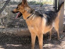 TRIS, Hund, Deutscher Schäferhund-Mix in Spanien - Bild 4