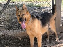 TRIS, Hund, Deutscher Schäferhund-Mix in Spanien - Bild 5