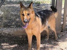 TRIS, Hund, Deutscher Schäferhund-Mix in Spanien - Bild 6