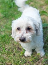 TINA, Hund, Malteser in Tönisvorst - Bild 1