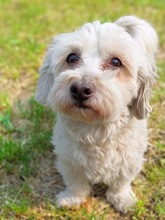TINA, Hund, Malteser in Tönisvorst - Bild 2