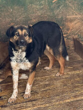 PERINO, Hund, Mischlingshund in Rumänien - Bild 1