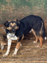 PERINO, Hund, Mischlingshund in Rumänien - Bild 2