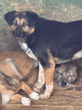 PERINO, Hund, Mischlingshund in Rumänien - Bild 3