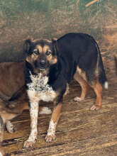 PERINO, Hund, Mischlingshund in Rumänien - Bild 4