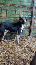 PERINO, Hund, Mischlingshund in Rumänien - Bild 5