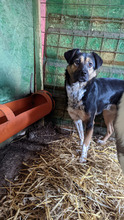 PERINO, Hund, Mischlingshund in Rumänien - Bild 6