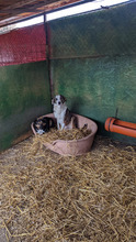 PERINO, Hund, Mischlingshund in Rumänien - Bild 7