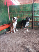 PERINO, Hund, Mischlingshund in Rumänien - Bild 8
