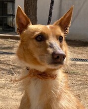 LIMA, Hund, Podenco-Mix in Spanien - Bild 1