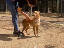 LIMA, Hund, Podenco-Mix in Spanien - Bild 10