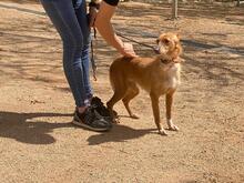 LIMA, Hund, Podenco-Mix in Spanien - Bild 11