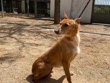 LIMA, Hund, Podenco-Mix in Spanien - Bild 2