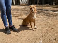 LIMA, Hund, Podenco-Mix in Spanien - Bild 3