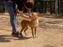 LIMA, Hund, Podenco-Mix in Spanien - Bild 4