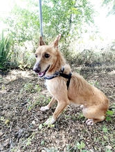 LIMA, Hund, Podenco-Mix in Spanien - Bild 5
