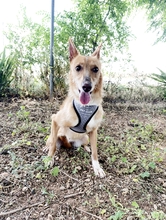 LIMA, Hund, Podenco-Mix in Spanien - Bild 6