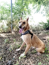 LIMA, Hund, Podenco-Mix in Spanien - Bild 7