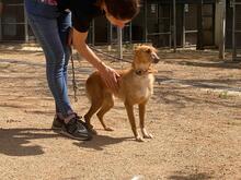 LIMA, Hund, Podenco-Mix in Spanien - Bild 8
