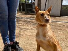 LIMA, Hund, Podenco-Mix in Spanien - Bild 9