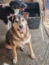 FRANCIS, Hund, Mischlingshund in Rumänien - Bild 1