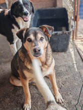 FRANCIS, Hund, Mischlingshund in Rumänien - Bild 2