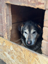 FRANCIS, Hund, Mischlingshund in Rumänien - Bild 3