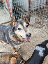 FRANCIS, Hund, Mischlingshund in Rumänien - Bild 4