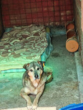 FRANCIS, Hund, Mischlingshund in Rumänien - Bild 7