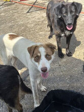 AFRA, Hund, Mischlingshund in Rumänien - Bild 1