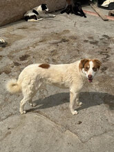 AFRA, Hund, Mischlingshund in Rumänien - Bild 2