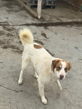 AFRA, Hund, Mischlingshund in Rumänien - Bild 3