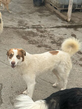 AFRA, Hund, Mischlingshund in Rumänien - Bild 4