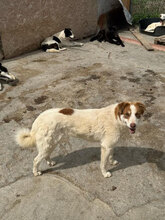 AFRA, Hund, Mischlingshund in Rumänien - Bild 5
