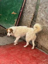 AFRA, Hund, Mischlingshund in Rumänien - Bild 6