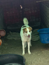 AFRA, Hund, Mischlingshund in Rumänien - Bild 7