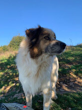 JIM, Hund, Herdenschutzhund in Rumänien - Bild 1