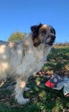 JIM, Hund, Herdenschutzhund in Rumänien - Bild 11
