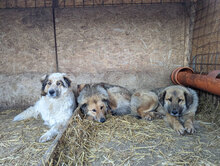 JIM, Hund, Herdenschutzhund in Rumänien - Bild 13