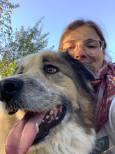 JIM, Hund, Herdenschutzhund in Rumänien - Bild 2