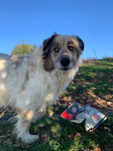 JIM, Hund, Herdenschutzhund in Rumänien - Bild 3