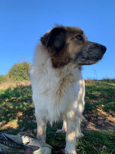 JIM, Hund, Herdenschutzhund in Rumänien - Bild 4