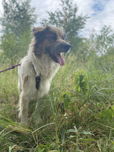 JIM, Hund, Herdenschutzhund in Rumänien - Bild 6