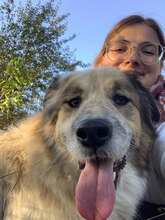 JIM, Hund, Herdenschutzhund in Rumänien - Bild 7