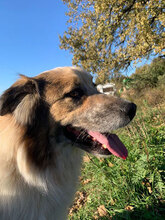 JIM, Hund, Herdenschutzhund in Rumänien - Bild 8